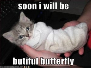 kitten-will-be-a-butterfly